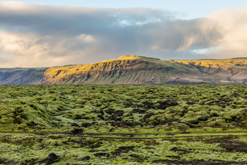 Moss covered volcanic rocks in Iceland
