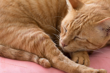 Close up Cute Ginger tabby cat as sleeping action
