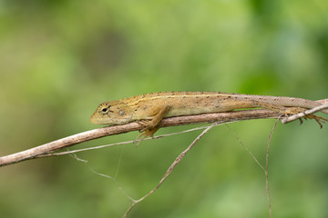 Wild lizard or Red-headed Lizard
