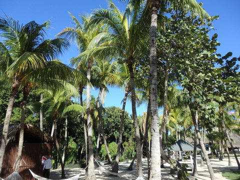 Palmen Urlaub
