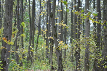 leaf in forest autumn