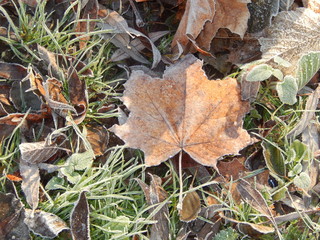 hoarfrost