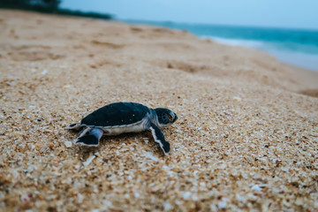 Newborn baby sea turtle reachting the ocean, Sri Lanka
