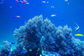Aquarium photos with colorful fishs