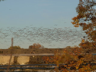 Hundreds upon hundreds of sea gulls take flight from the large spillway of a dam. It is a source of heat for the birds when the spillway is in minimum discharge rates. 