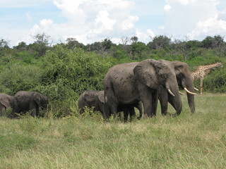 Obraz premium Afrika Tiere Natur