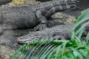 Reptilien, #9191