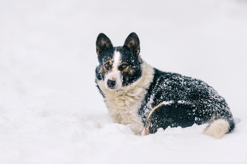 Unusual dog winter portrait. Strange funny puppy standing on snowy road in forest and looking around. Active playful pet stocked in snowdrift in wood. Hungry wild animal with muzzle covered in snow.