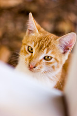 Street cat on the coast of Antalya