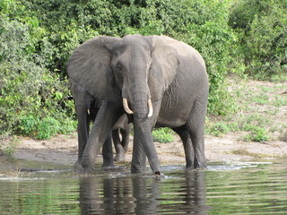 Afrika Tiere Natur