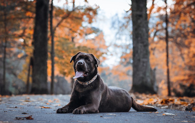 Beautiful young labrador retriever dog posing in autumn leaves.