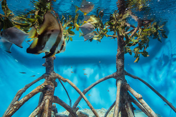 Aquarium photos with colorful fishs