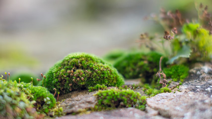 Moos im Detail
