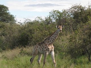 Afrika Tiere Natur