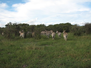 Afrika Tiere Natur