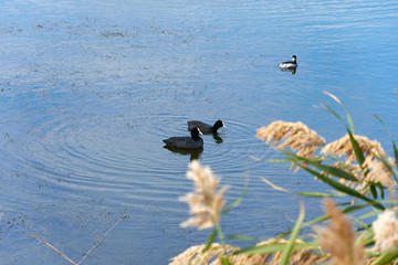 ducks in the lake