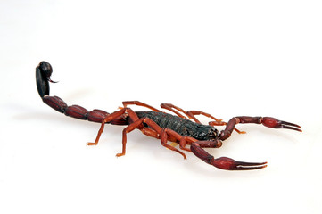 Kleiner Texasskorpion (Centruroides gracilis) - bark scorpion