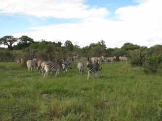 Afrika Tiere Natur