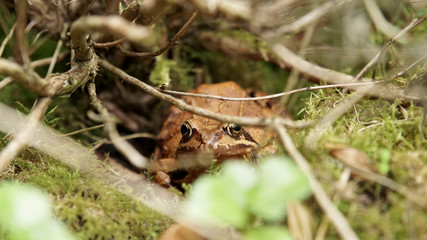 Grasfrosch im Unterholz