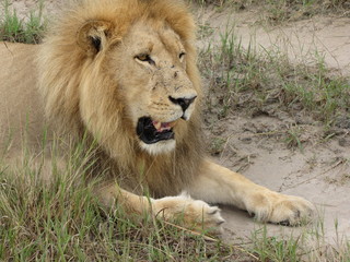 Afrika Tiere Natur