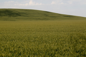 Field with wheat near hills