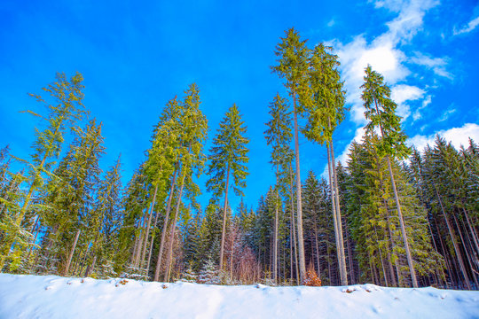 Fototapeta winter nature with tall fir trees