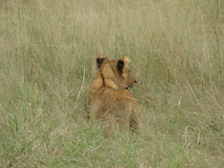 Afrika Tiere Natur