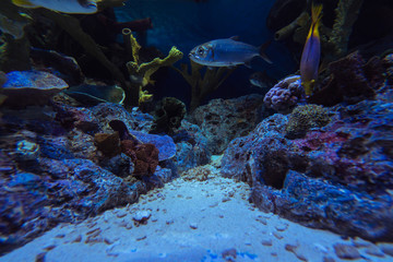 picture of the aquarium. Colorful coral and fish