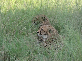 Afrika Tiere Natur