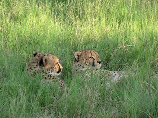 Afrika Tiere Natur