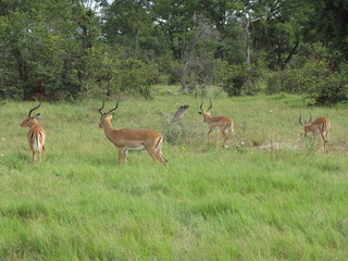 Afrika Tiere Natur
