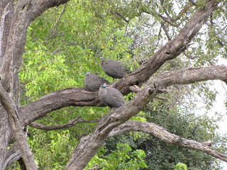 Obraz premium Afrika Tiere Natur