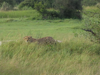 Afrika Tiere Natur