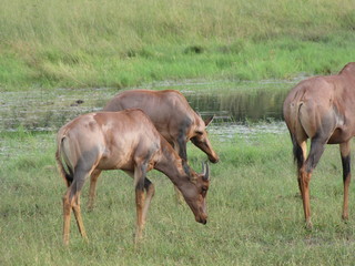 Afrika Tiere Natur