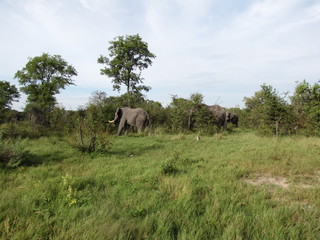 Afrika Tiere Natur