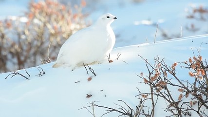 A White-tailed Ptarmigan in White Winter Plumage
