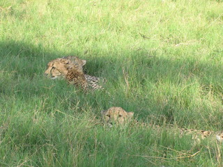 Afrika Tiere Natur