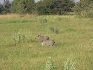 Fototapeta premium Afrika Tiere Natur