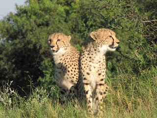 Afrika Tiere Natur