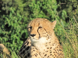 Afrika Tiere Natur