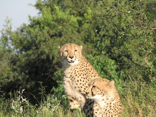 Afrika Tiere Natur