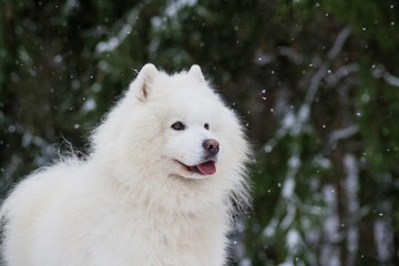 Samoyed dog in the snow outside.	