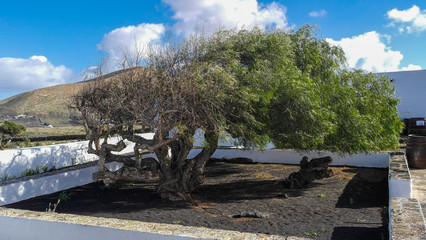 Weißes Haus mit Bäumen auf Lanzarote