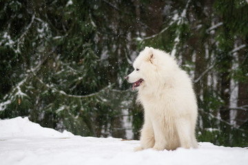 Samoyed dog in the snow outside.	