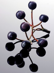 SPRIG OF ELDERBERRIES