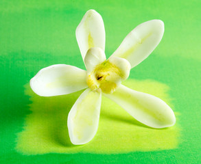 VANILLA FLOWER ON GREEN