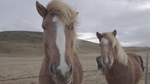 Beautiful horses in the paradisaical fields of Iceland.