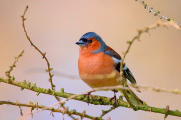 Single male Chaffinch bird on a tree branch on the Biebrza river wetlands in Poland during a spring nesting period