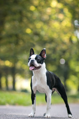 Boston terrier dog posing in city center park. Young boston terrier