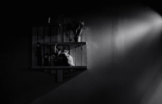 Light and Dark